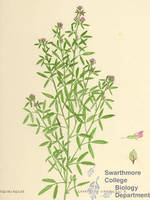 Botanical drawing of genus Lespedeza and species virginica