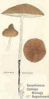 Botanical drawing of genus Collybia and species radicata