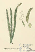 Botanical drawing of genus Lycopodium and species annotinun