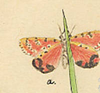 Botanical drawing of genus Utetheisa and species bella