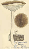 Botanical drawing of genus Collybia and species platyphylla