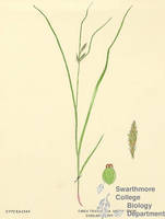Botanical drawing of genus Carex and species triceps