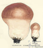 Botanical drawing of genus Clavatia and species craniiformin