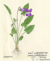 Botanical drawing of genus Viola and species sagitata