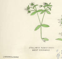 Botanical drawing of genus Stellaria and species pubera