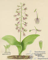 Botanical drawing of genus Liparis and species lilifolia
