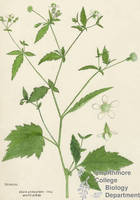 Botanical drawing of genus Geum and species canadense