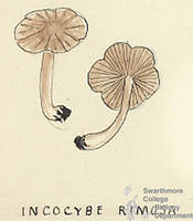 Botanical drawing of genus Incocybe and species rimosa