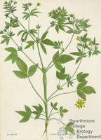 Botanical drawing of genus Potentilla and species monspleliensis