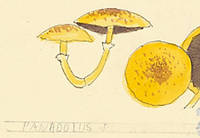 Botanical drawing of genus Panaeolus and species sp
