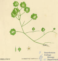 Botanical drawing of genus Hydrocotyle and species americana
