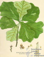 Botanical drawing of genus Quercus and species marilandica