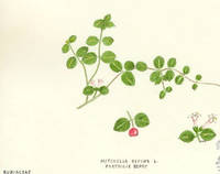 Botanical drawing of genus Mitchella and species repens