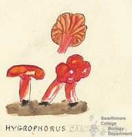 Botanical drawing of genus Hygrophorus and species cantherellus