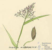 Botanical drawing of genus Panicum and species microcarpon