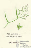 Botanical drawing of genus Poa and species annuus