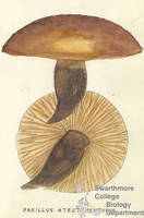 Botanical drawing of genus Paxillus and species atrotomentusus