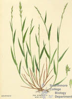 Botanical drawing of genus Poa and species compressa