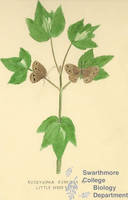 Botanical drawing of genus Neonympha and species eurytus