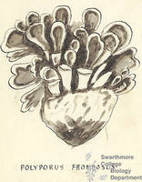 Botanical drawing of genus Polyporus and species frondosus