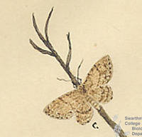 Botanical drawing of genus Ectropis and species crepuscularia