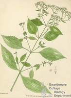 Botanical drawing of genus Eupatorium and species urticaefolium