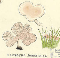 Botanical drawing of genus Clitocybe and species subdorifica