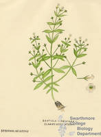 Botanical drawing of genus Gratiola and species virginiana