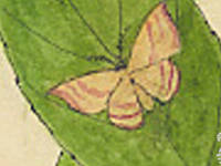 Botanical drawing of genus Erastria and species amaturaria