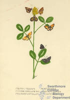 Botanical drawing of genus Pholisora and species catulluse