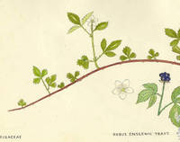 Botanical drawing of genus Rubus and species enslenii