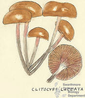 Botanical drawing of genus Clitocybe and species laccata