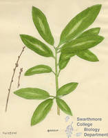 Botanical drawing of genus Quercus and species imbricaria