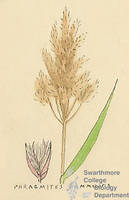Botanical drawing of genus Phragmites and species communis