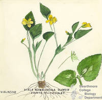 Botanical drawing of genus Viola and species scabriuscula