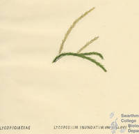 Botanical drawing of genus Lycopodium and species inundatum