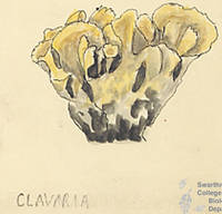 Botanical drawing of genus Clavaria and species sp