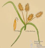 Botanical drawing of genus Cyperus and species strigosus