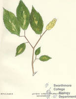 Botanical drawing of genus Ostrya and species virginiana