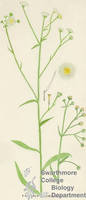Botanical drawing of genus Erigeron and species ramosus