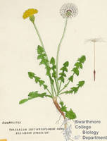 Botanical drawing of genus Taraxacum and species erythrospermum