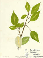 Botanical drawing of genus Populus and species balsamifera