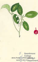 Botanical drawing of genus Gaultheria and species procumbens
