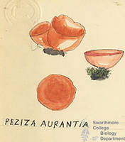Botanical drawing of genus Peziza and species aurantia