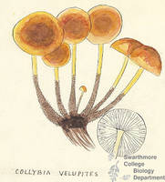 Botanical drawing of genus Collybia and species velupites