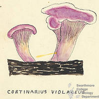 Botanical drawing of genus Cortinarius and species violaceus