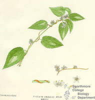 Botanical drawing of genus Cuscuta and species gronovii