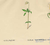 Botanical drawing of genus Viola and species arvense
