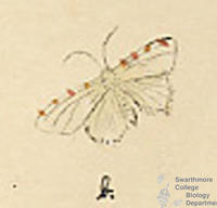 Botanical drawing of genus Sciographia and species grawitata