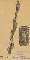 Botanical drawing of genus Salix and species humilis